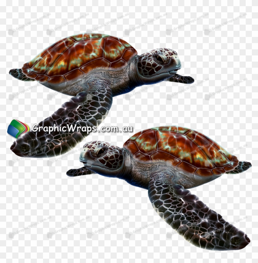 Sea Turtle - Hawksbill Sea Turtle Clipart