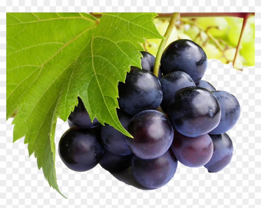 Grapes Png - Purple Grapes Clipart
