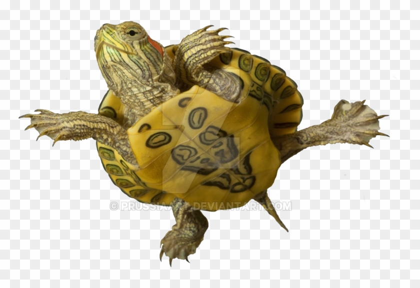 Sea Turtle On A Transparent Background Clipart