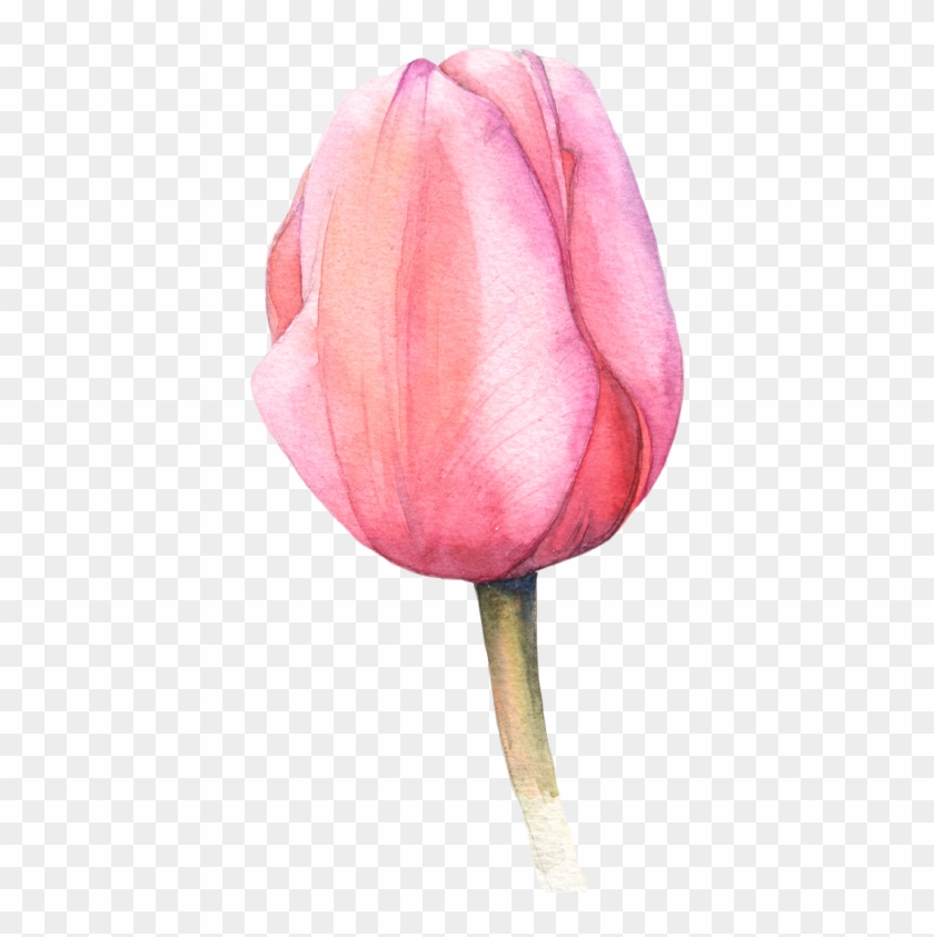 Watercolor Tulips More - Tulip Painting Png Clipart