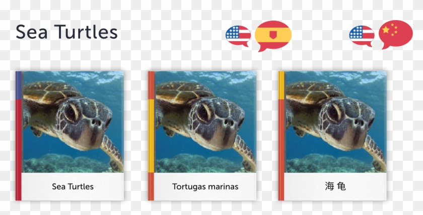 Click Here To Get "sea Turtles" Free For Your Classroom - Loggerhead Sea Turtle Clipart