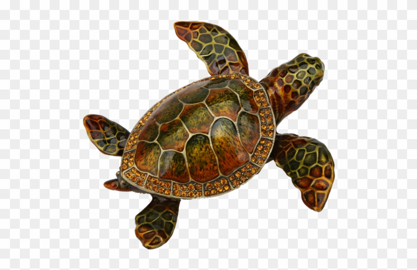 Loggerhead Sea Turtle Png Clipart
