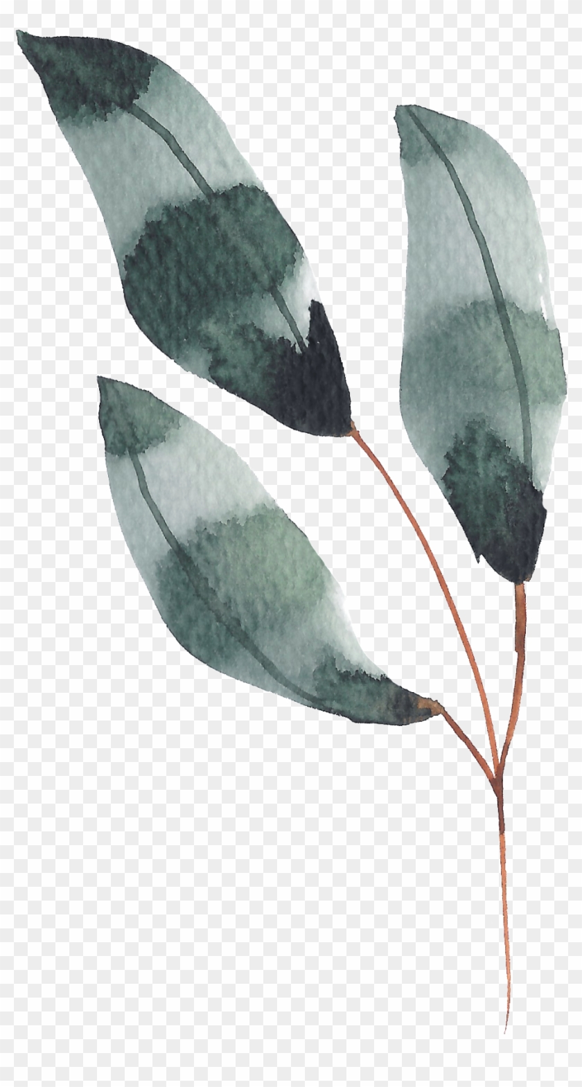 Hand Painted Dark Green Leaves Watercolor Transparent Clipart #267832
