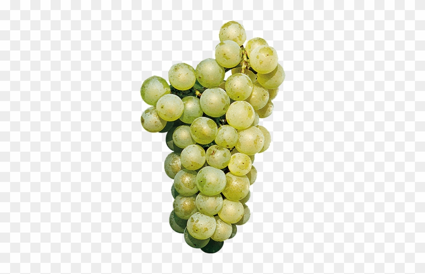 Chardonnay - Sauvignon Blanc Uva Png Clipart #267924