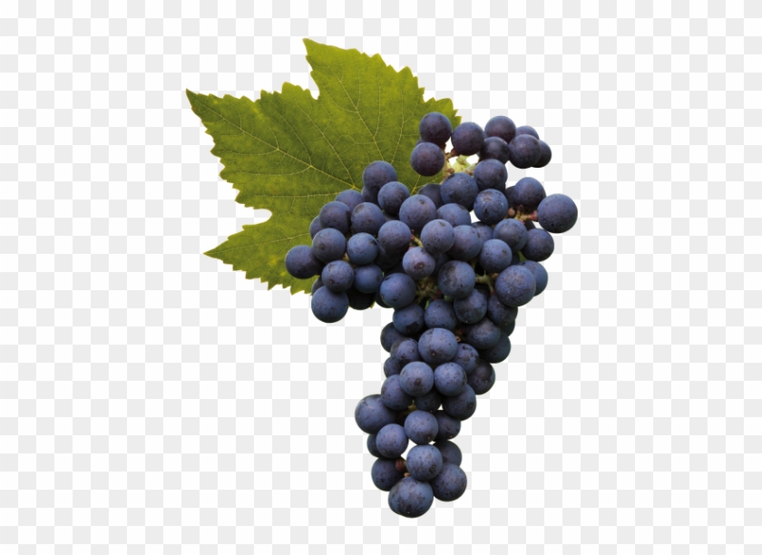 Cabernet Franc - Wine Leaf Clipart #268000