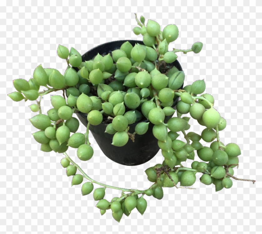 String Of Pearls - Seedless Fruit Clipart #2601418