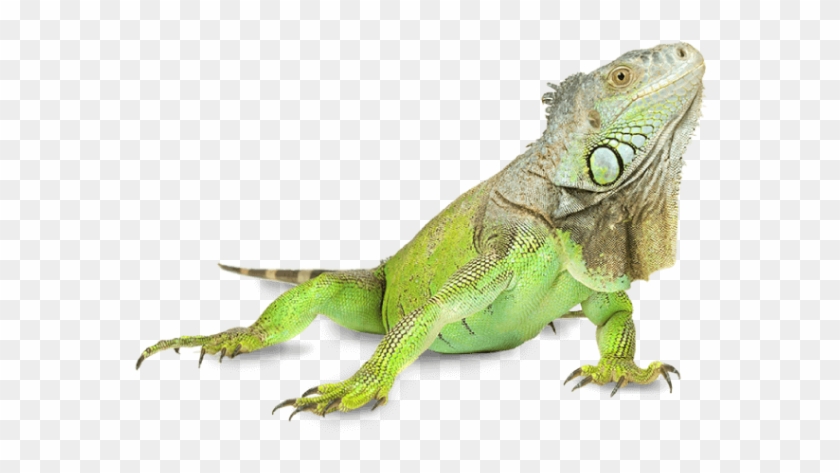 Iguana Png Clipart