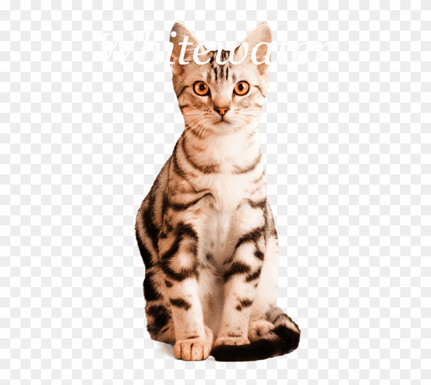 American Shorthair Png , Png Download - Arabian Mau Clipart