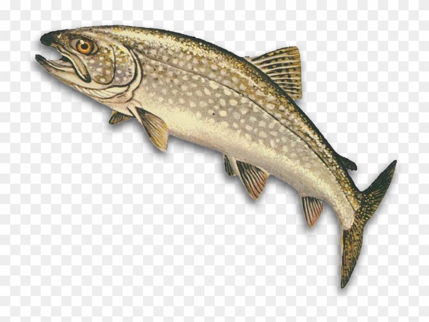 Walleye Png - Lake Trout Clipart #2602294