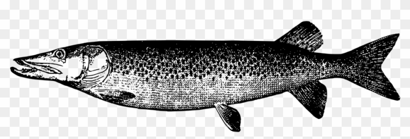 Trout Fish Clipart - Northern Pike Clipart - Png Download #2602338