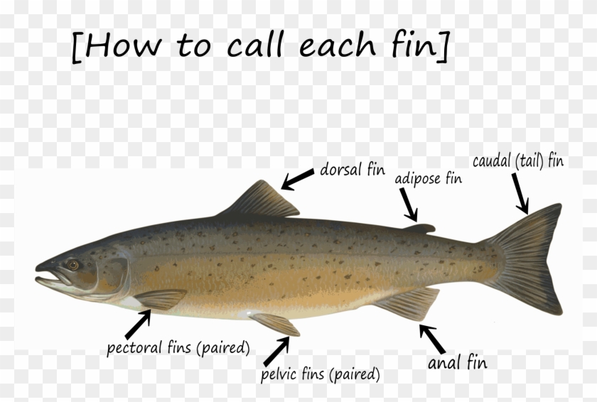 This Free Icons Png Design Of Fin-how To Call - Salmon Trout And Cod Clipart #2602401
