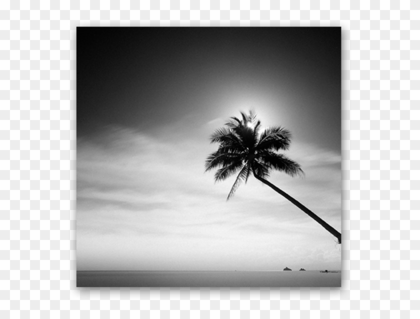 Coconut Tree - Monochrome Clipart #2603296