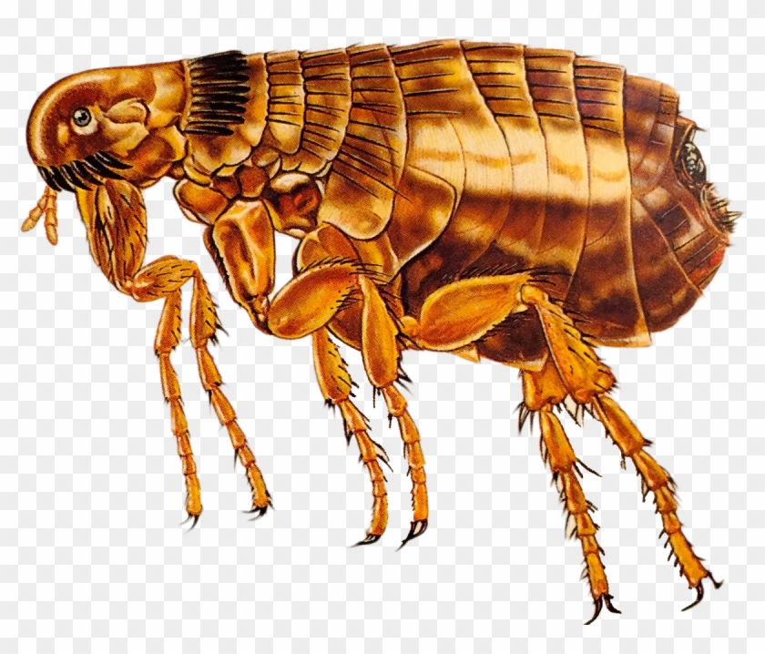 Download Flea Png Transparent Image - Adult Flea Size Clipart #2603731