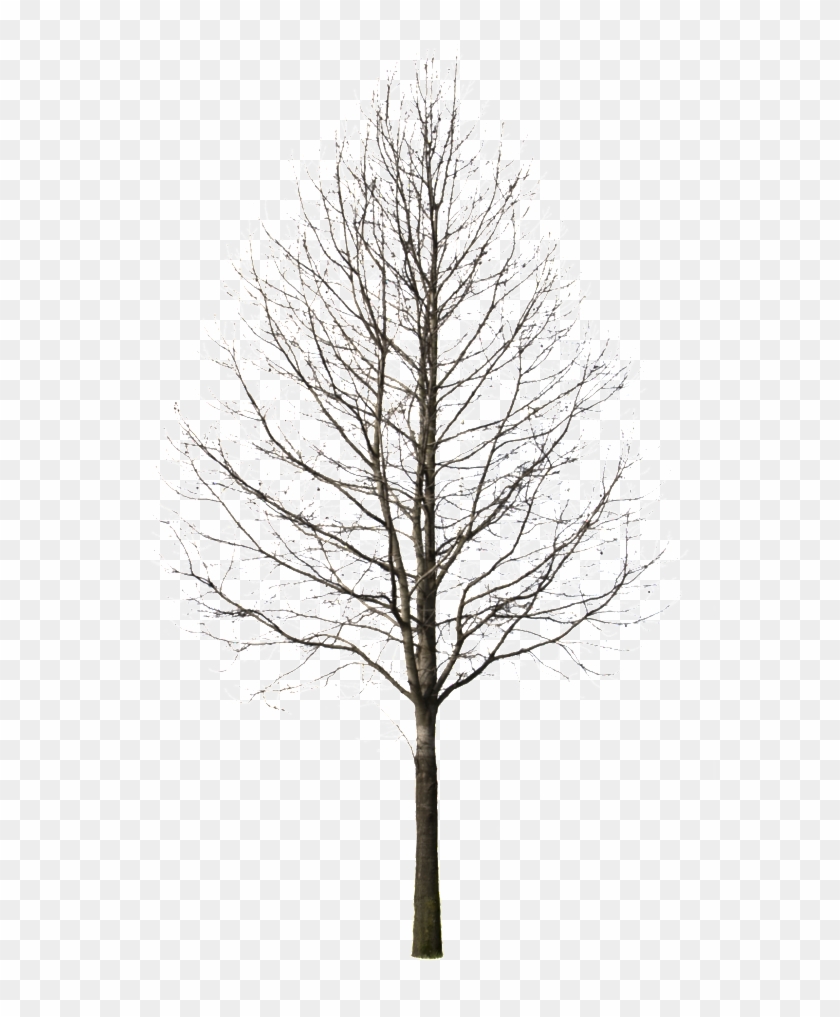 Tree Drawing At Getdrawings - Tree Cut Out Winter Clipart