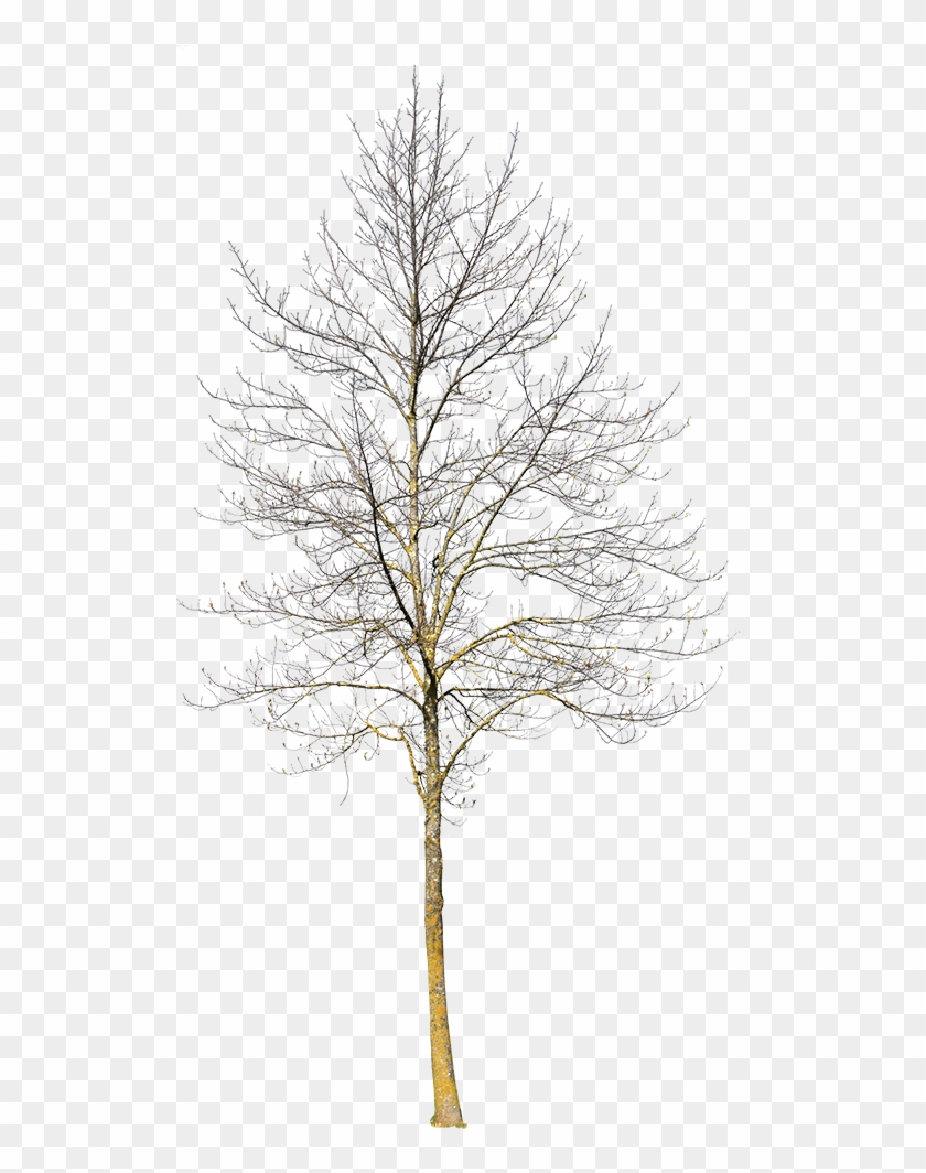 Deciduous Tree Winter Iii - Winter Tree Cut Out Clipart #2604016