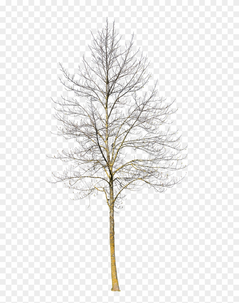 Deciduous Tree Winter Iii - Winter Tree Cut Out Clipart