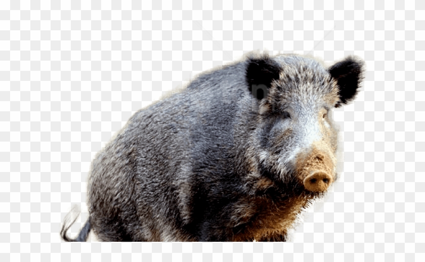 Free Png Download Boar Png Images Background Png Images - Wild Boar Clipart
