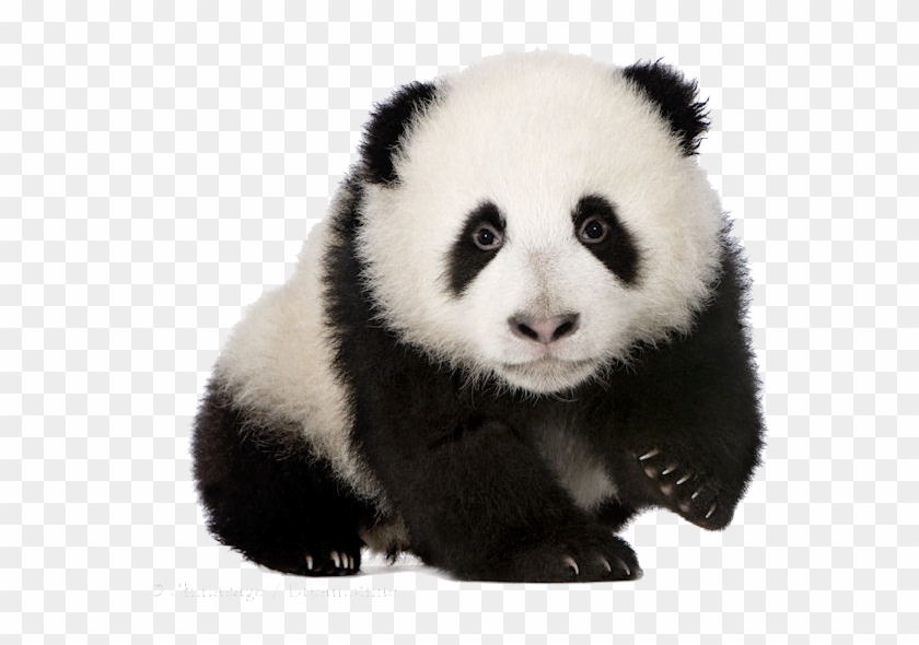 Baby Panda Png Download Image - Panda Cub No Background Clipart
