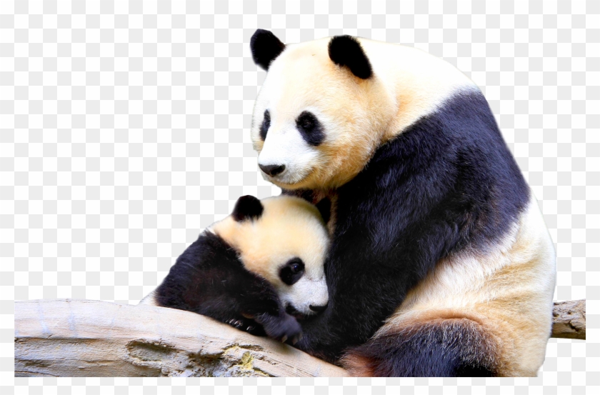 Panda Png - Baby And Mother Panda Clipart