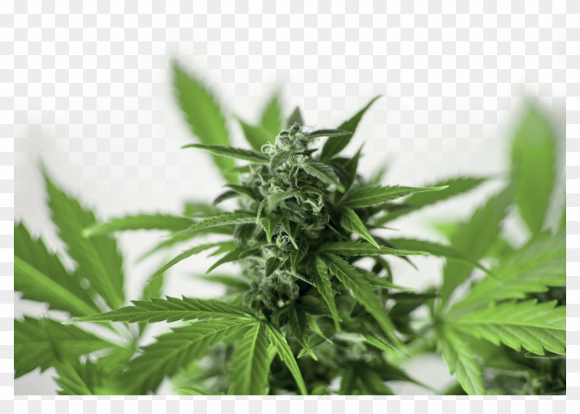 Cannabis Plant - Cannabis Clipart #2606949