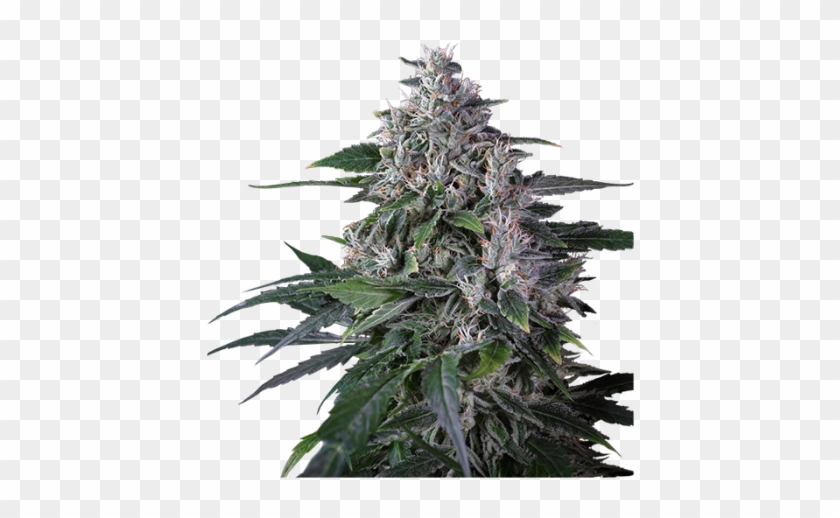 Sweet Gum Clipart #2607015