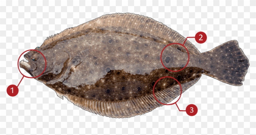 How To Identify A Flounder - Hirame Png Clipart