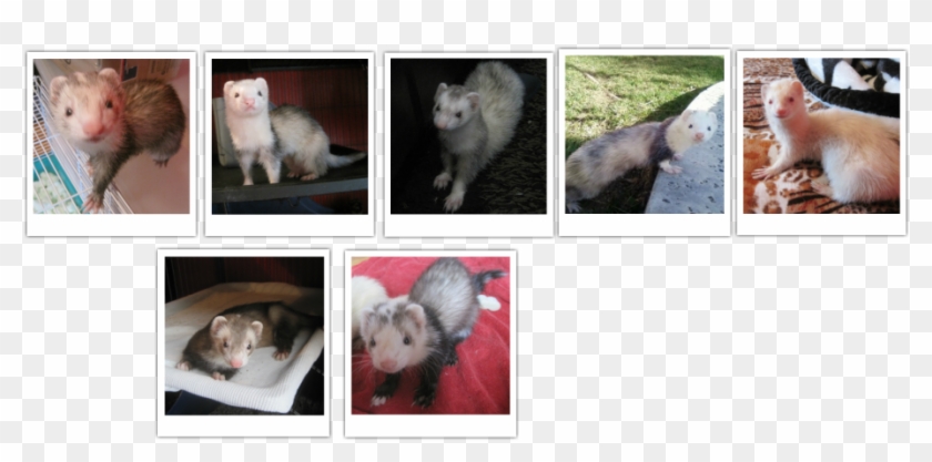 Virginia Opossum Clipart