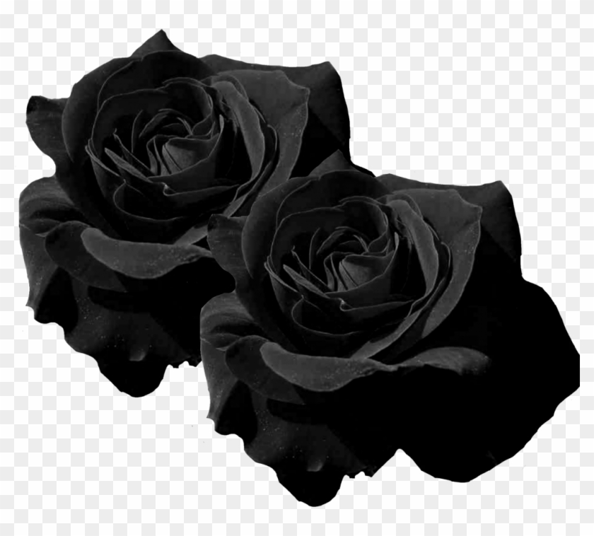 #mq #black #roses #rose #flower #flowers - Black Rose Flowers Png Clipart #2610914