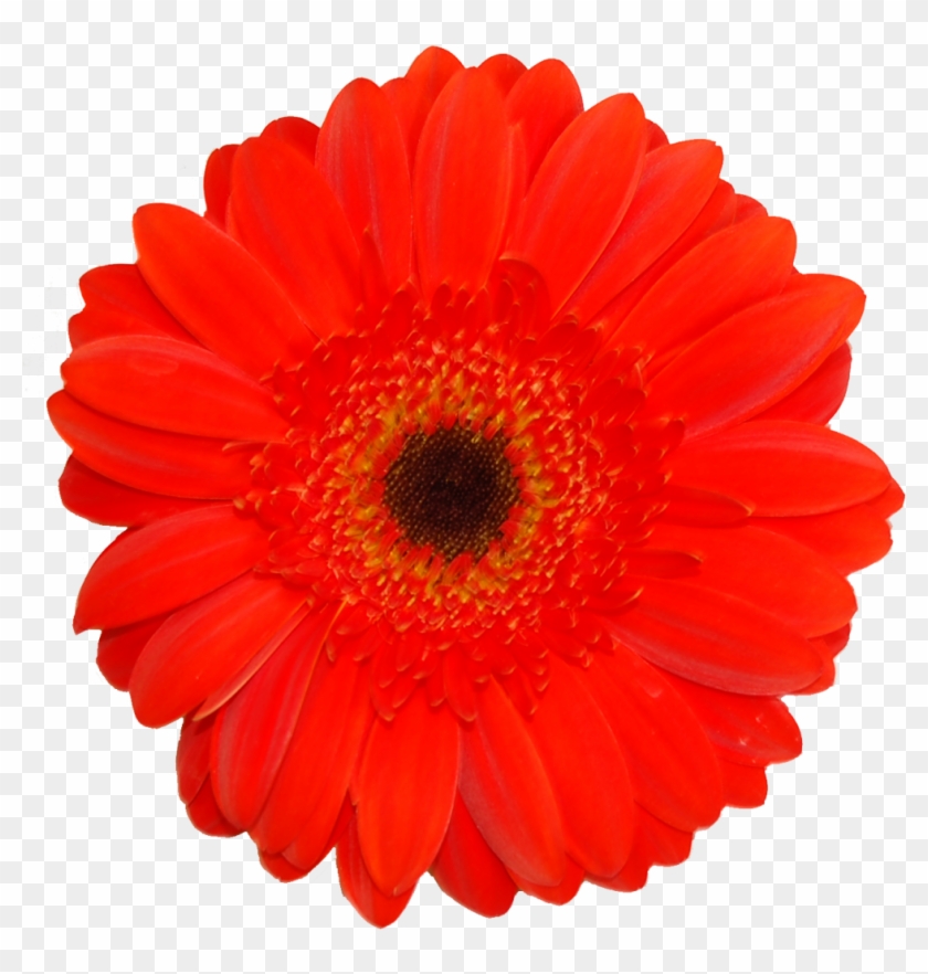 Gerberas - Barberton Daisy Clipart