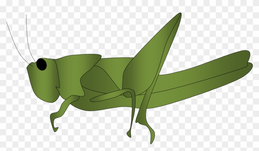 Grasshopper Clipart - Clipart Belalang - Png Download