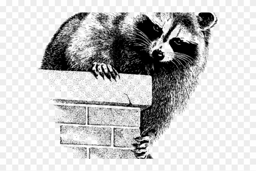 Drawn Racoon Aj Animal - Procyon Clipart #2614409