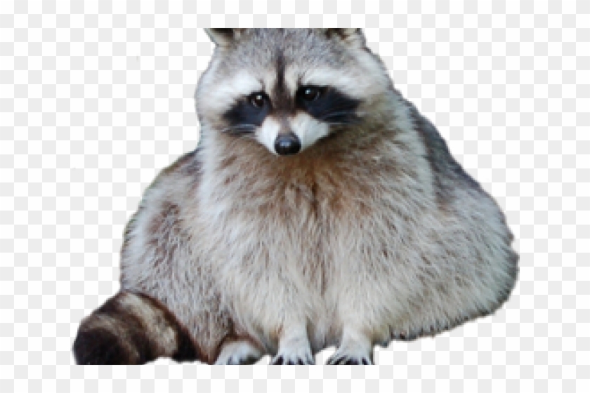 Raccoon Sitting Clipart