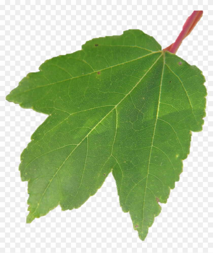 Displaying 14 Gt Images For - Maple Leaf Clipart #2615171