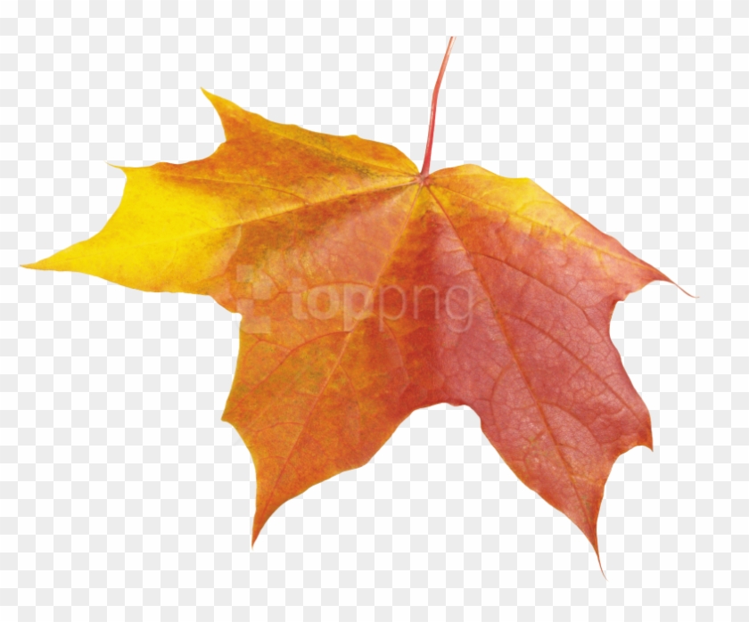 Free Png Autumn Leave Png Images Transparent - Winter Leaf Png Clipart #2615930