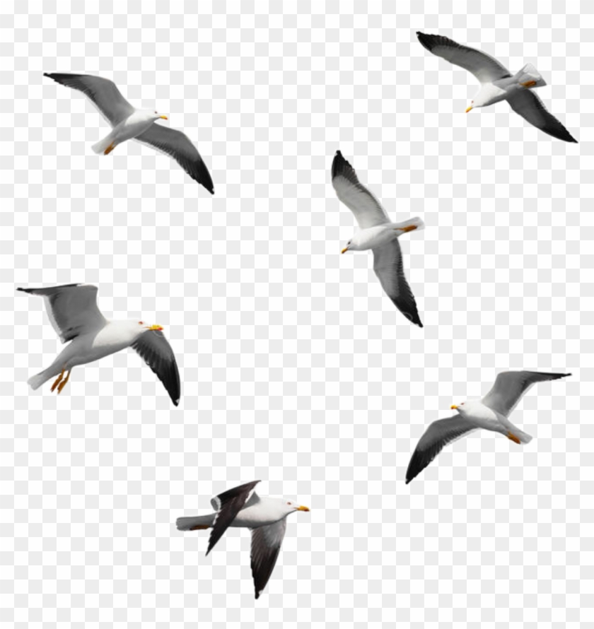 Seagulls Sticker - Seagulls Flying Isolated Clipart