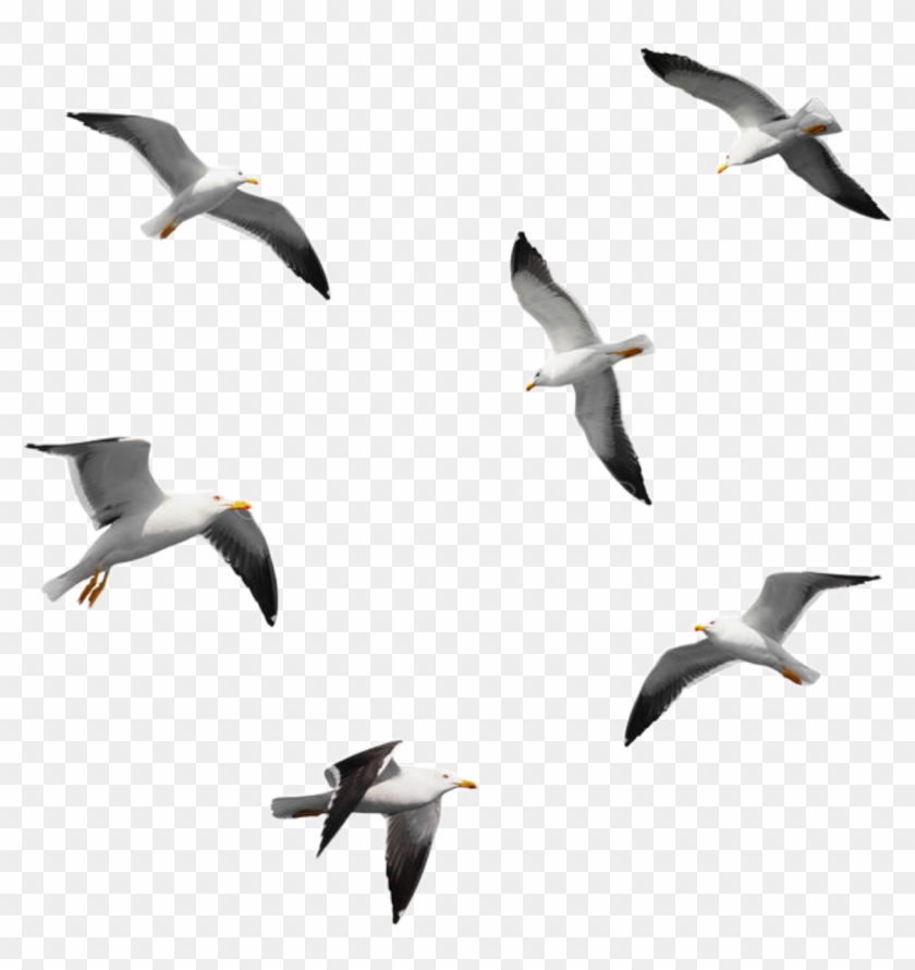 Seagulls Sticker - Seagulls Flying Isolated Clipart #2615980