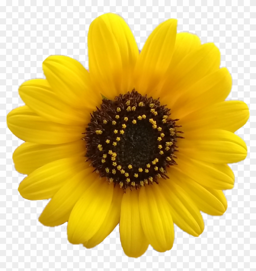 Pour Into Margarita Glass With Margarita Flor Png - Aesthetic Yellow Flowers Png Clipart