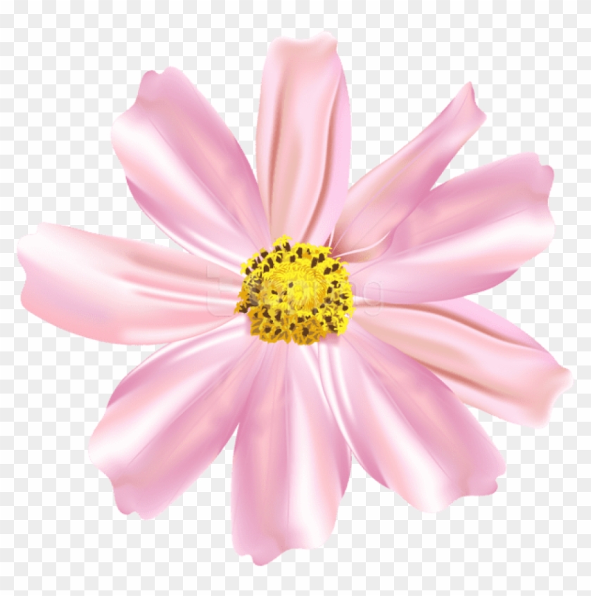 Free Png Download Pink Flower Png Images Background - African Daisy Clipart