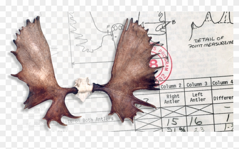 B&c World's Record - Marine Mammal Clipart #2620070