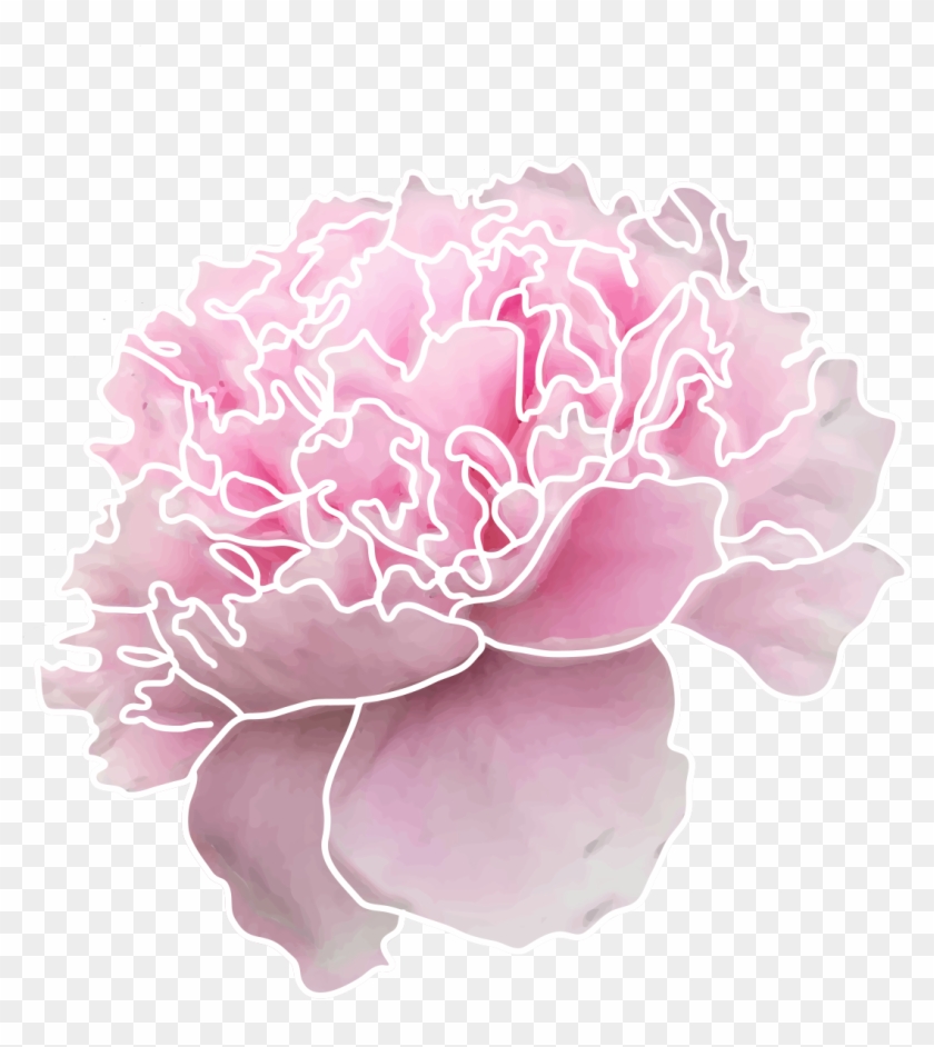 Cut Peony - - Carnation Clipart #2620875