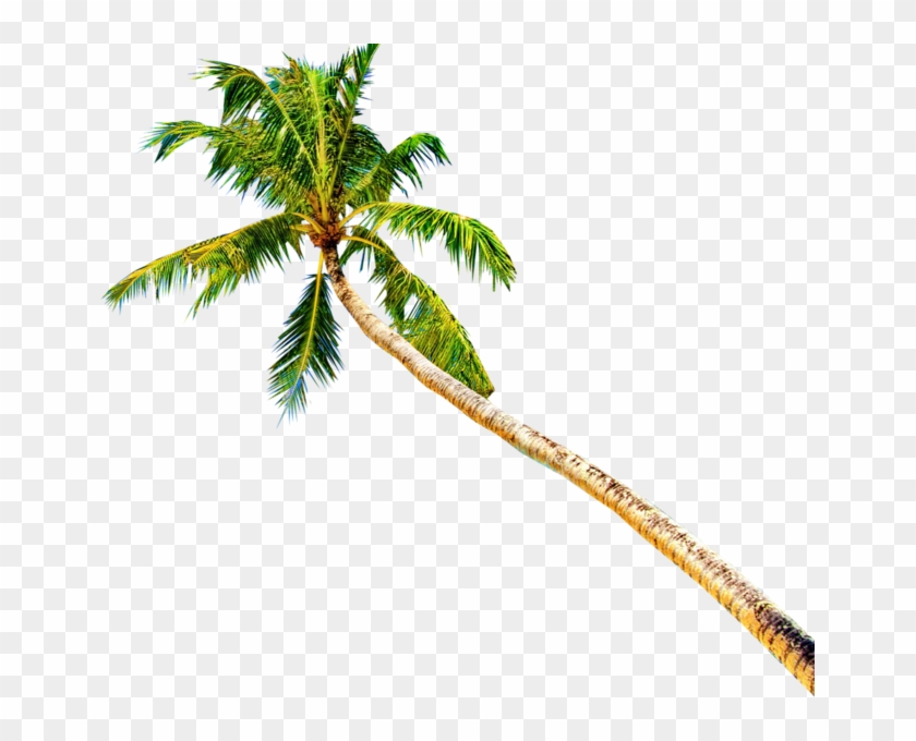 Palm Tree - Palmeras Psd Clipart #2621768