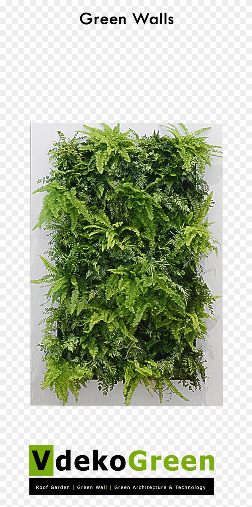Green Wall - Live Picture Xl Clipart #2621939