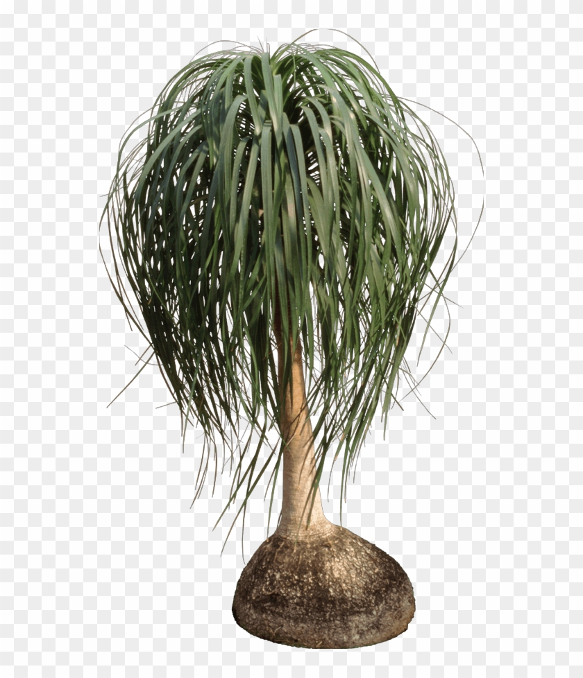 Ponytail Palms - Houseplant Clipart