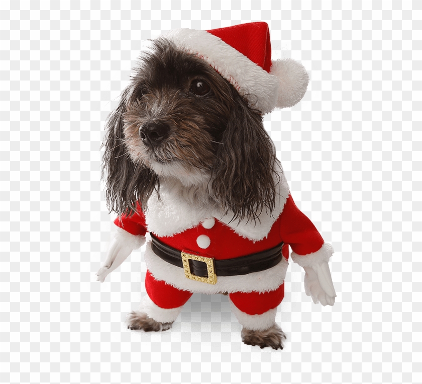 Costumes Star Wars Ewok Pet Dog Costume, Australia - Companion Dog Clipart #2622618