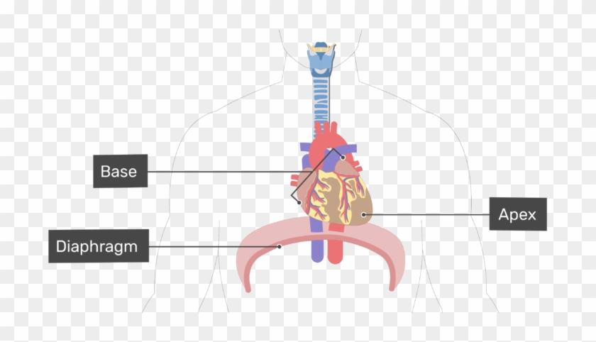 Anterior View Of The Base Of The Heart - Base Of Heart Diagram Clipart