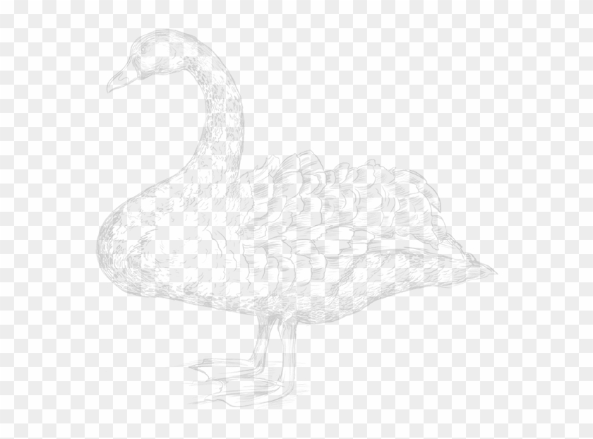 The Black Swan , Png Download - Goose Clipart #2625860