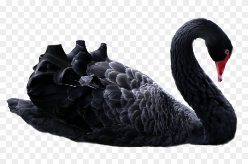 Black Swans , Low-minute Centers, Timofey Mozgov - Black Png Clipart (#2625955) - PikPng