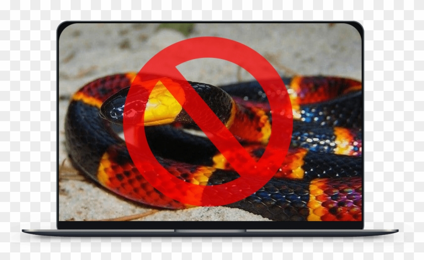 Preliminary Inspections Are At A Discounted Rate - Micrurus Fulvius Clipart #2626030