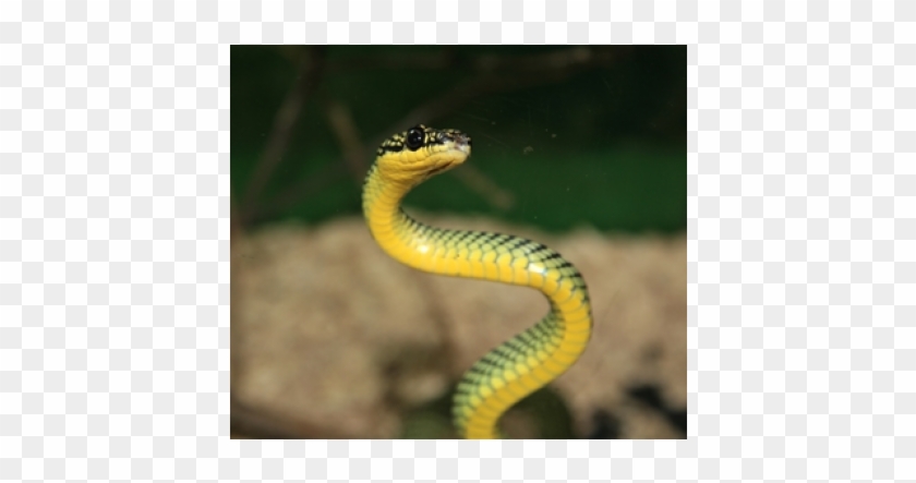 Hd Snake Clipart