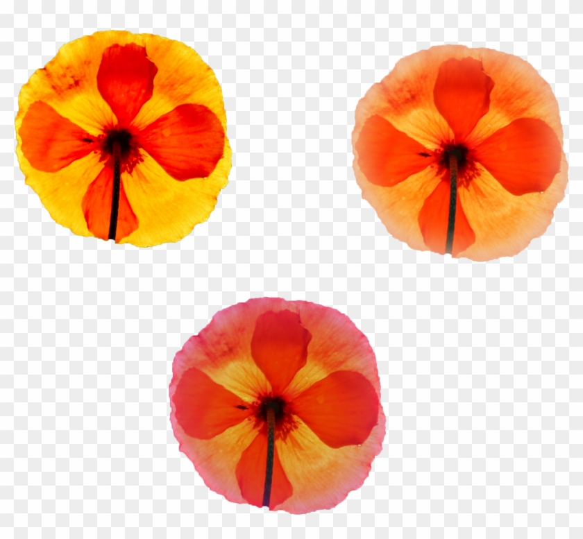 Cool Folwers For Your Projects Png Png Nature Various - Pumpkin Clipart